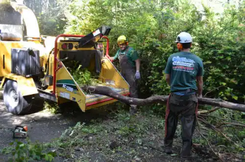 tree services Ramsey